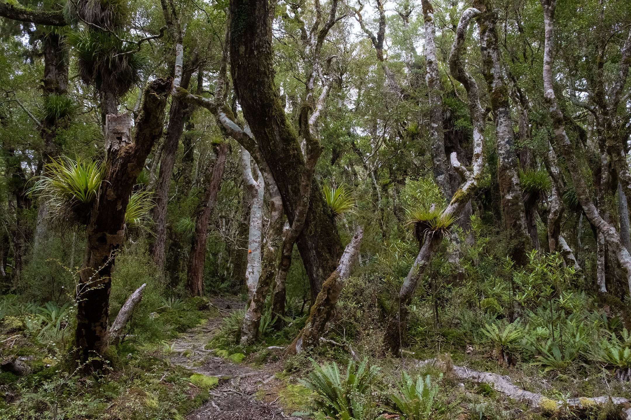 tararua-forest-park-moss-trees