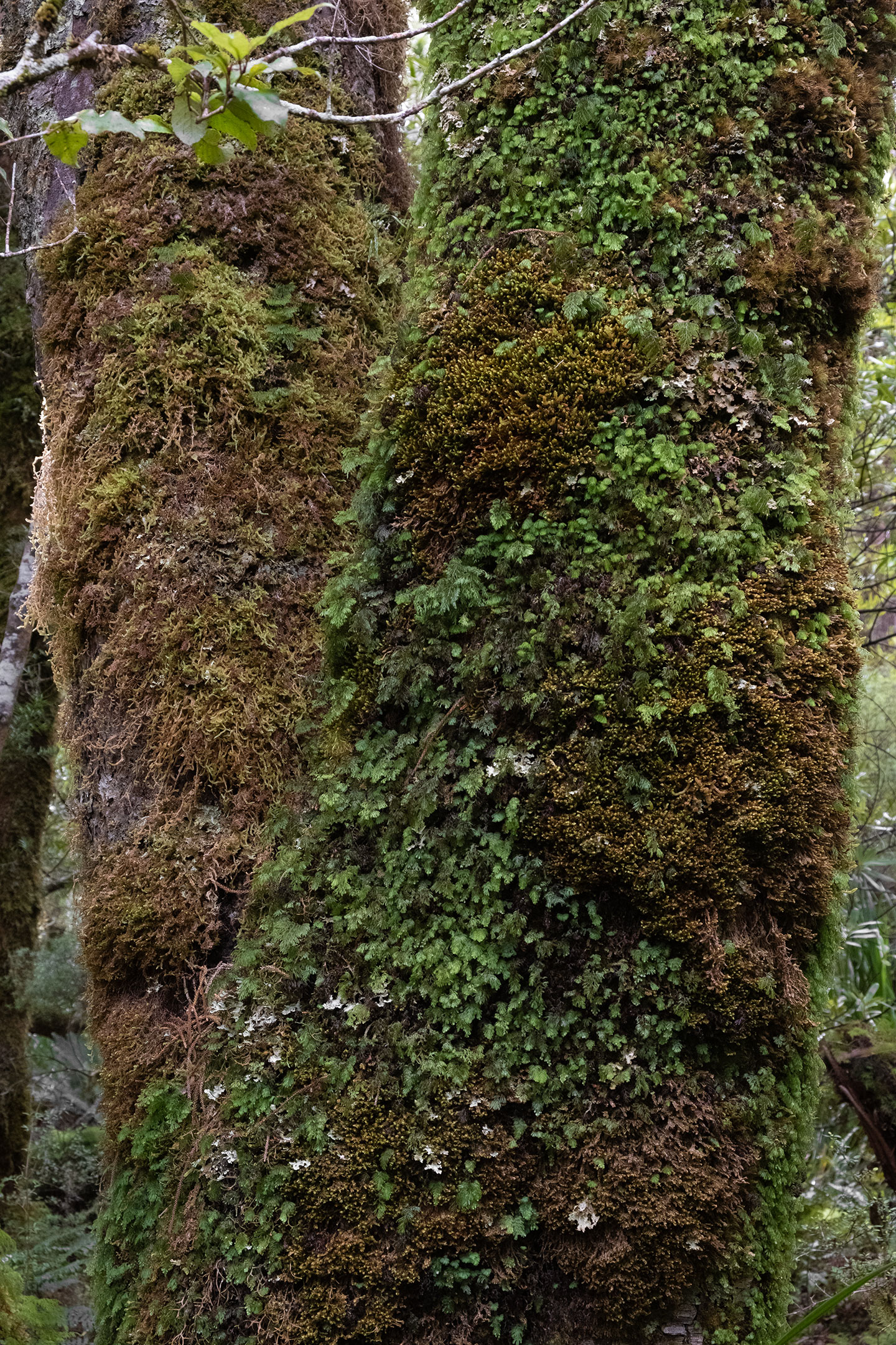 tararua-goblin-forest-