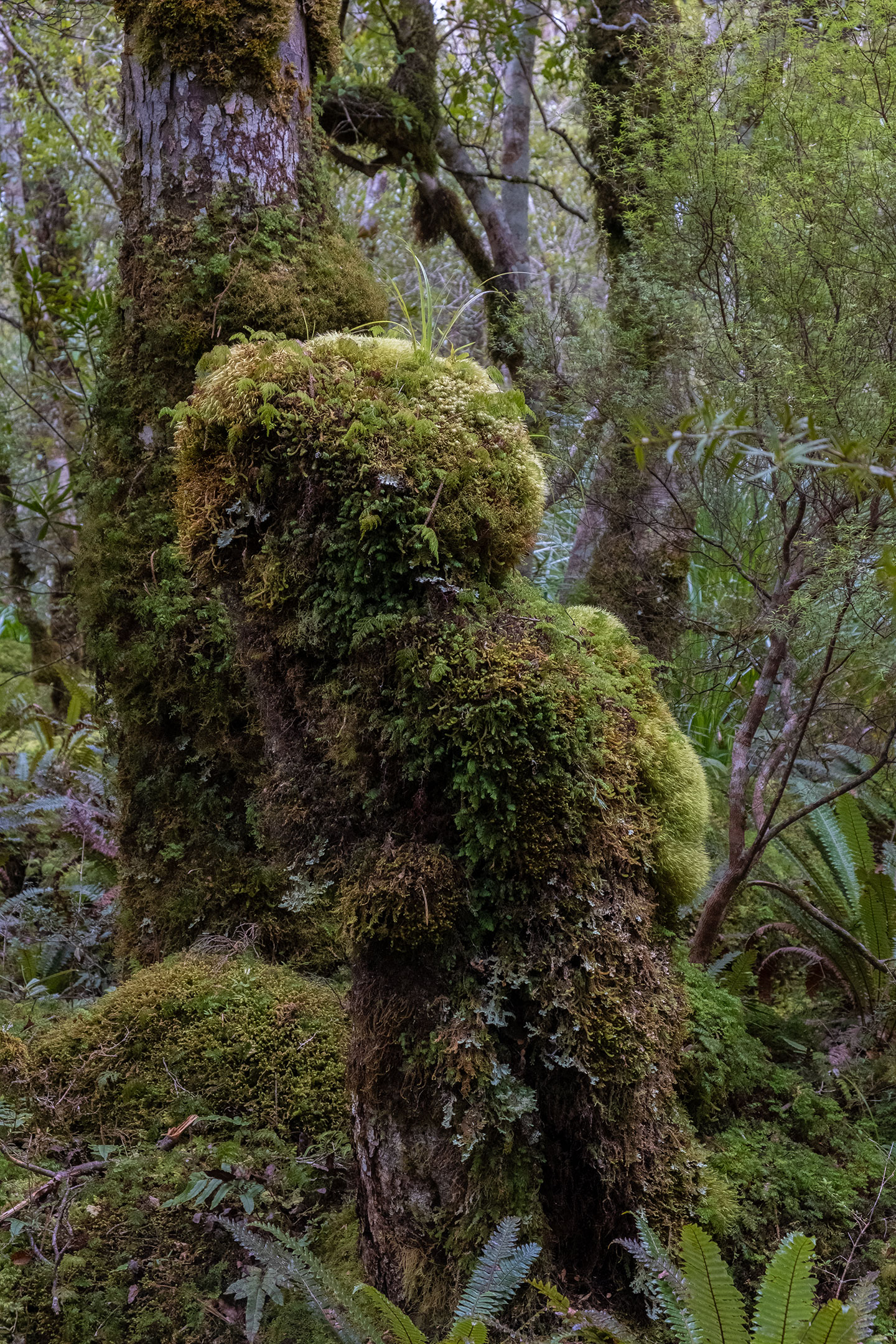tararua-moss-nz-bush-forest