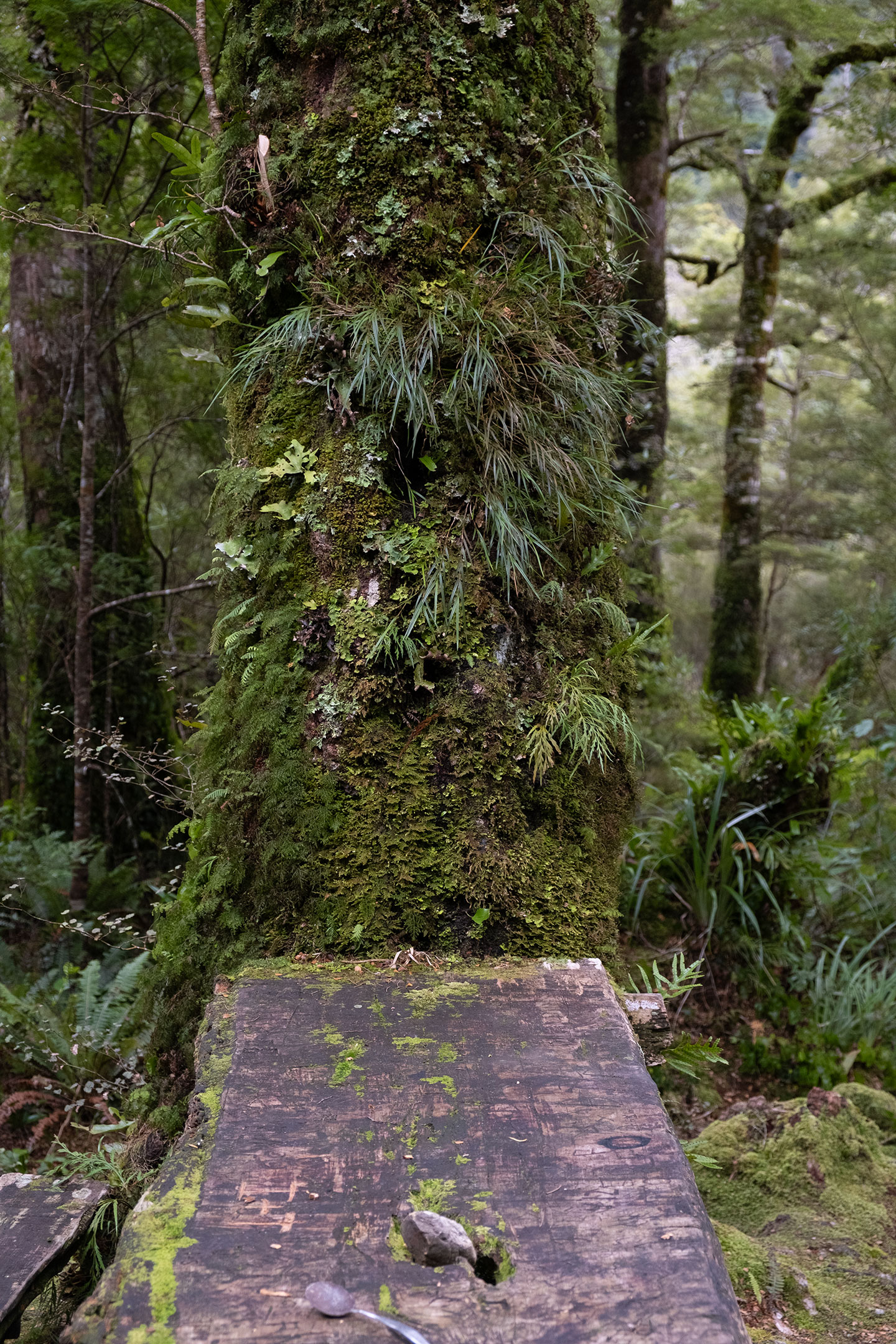 tararua-ranges-forest-cone-hut