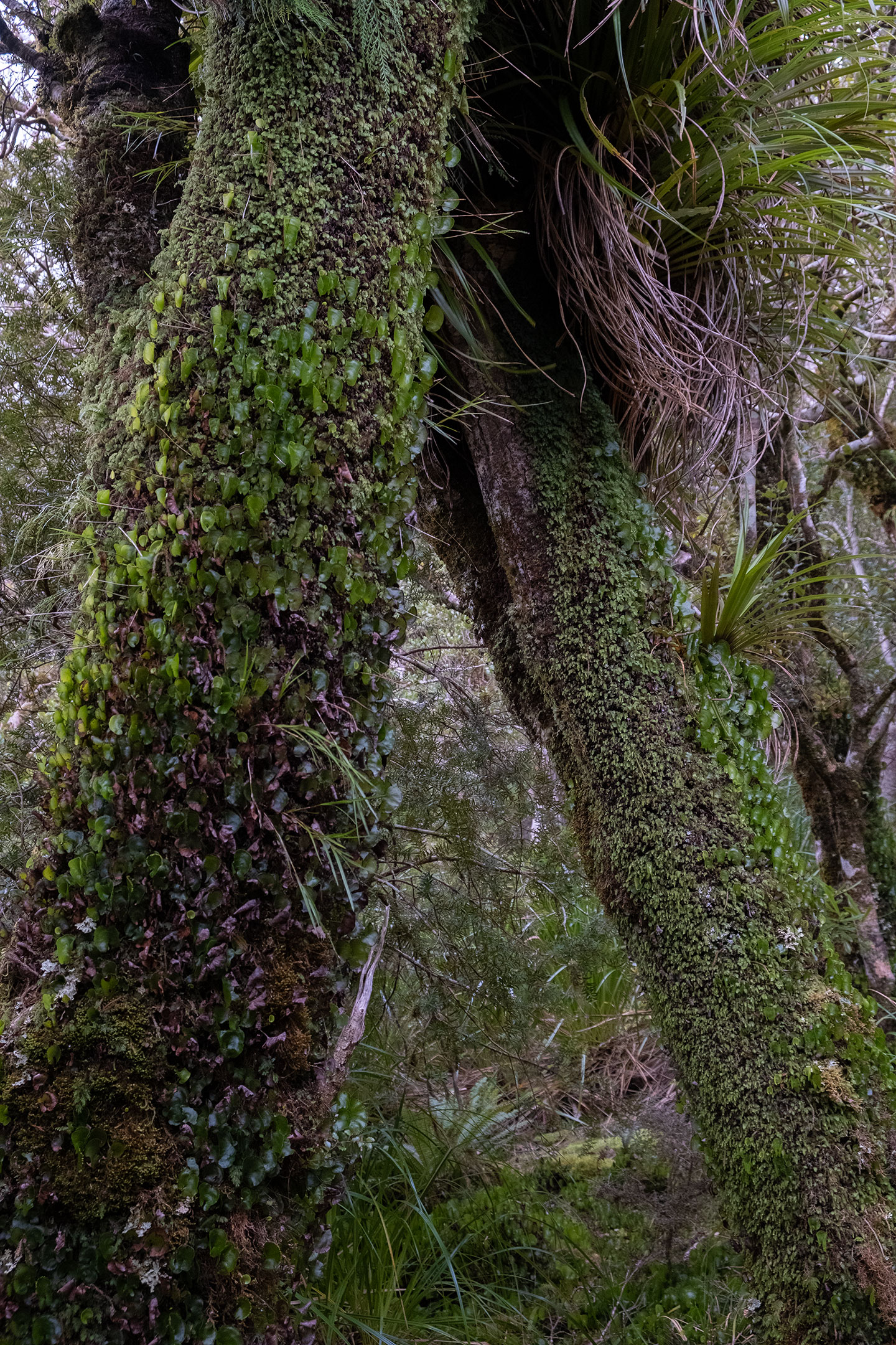 tararua-ranges-forest-goblin-moss