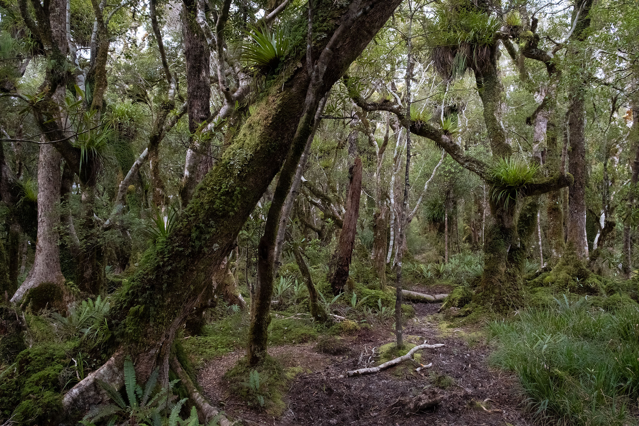 tararua-ranges-hiking-forest-moss