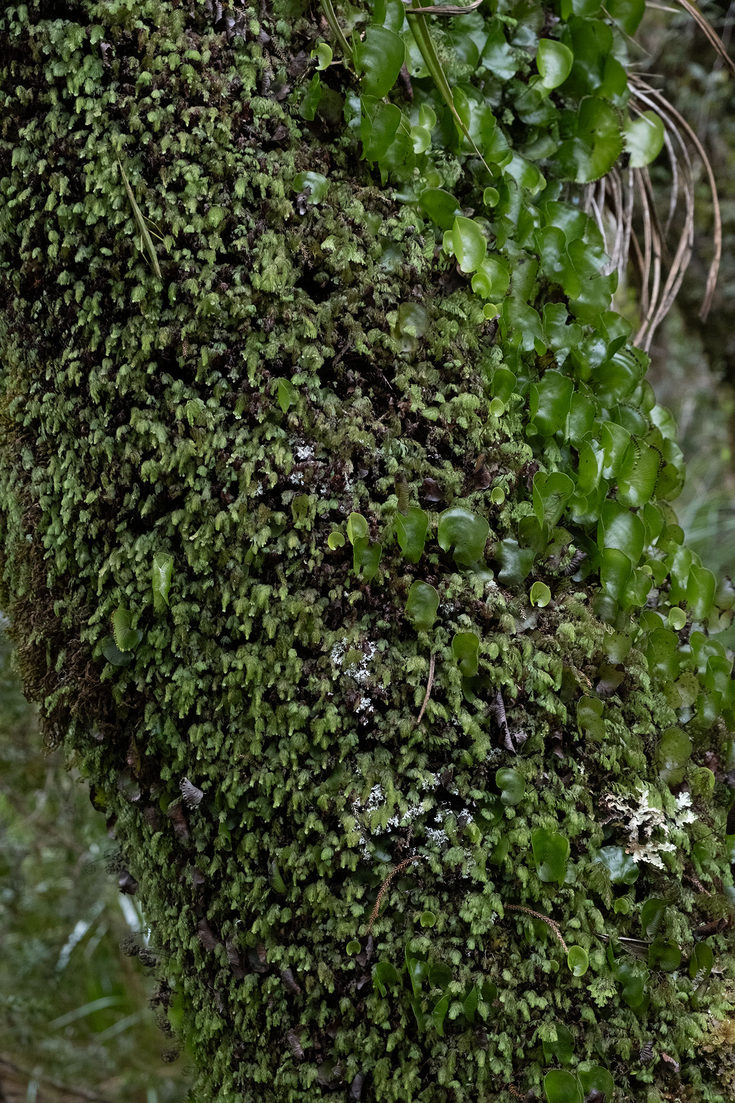 tararua-ranges-moss-goblin-forest