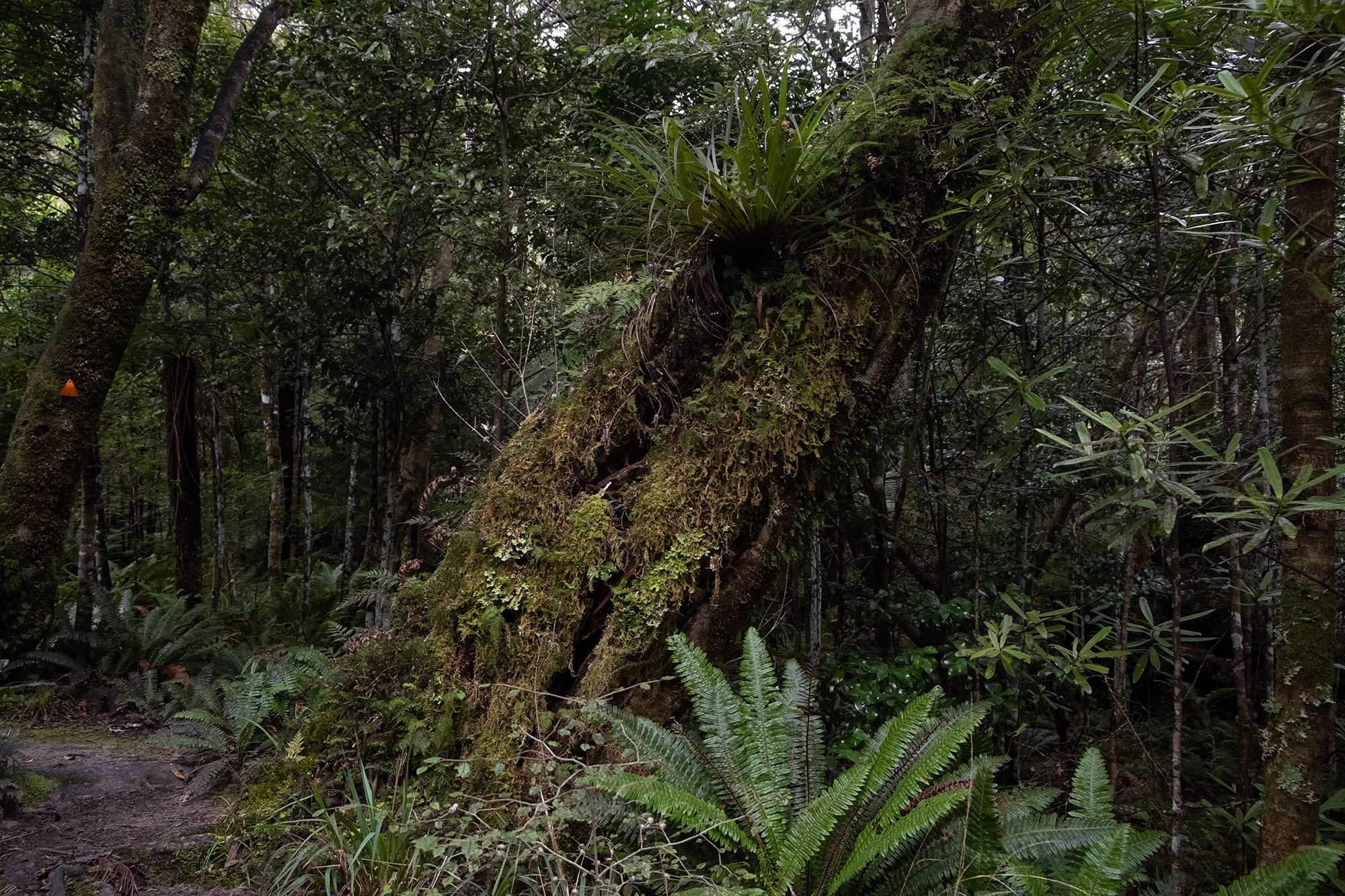 tararua-ranges-nz-moss-goblin