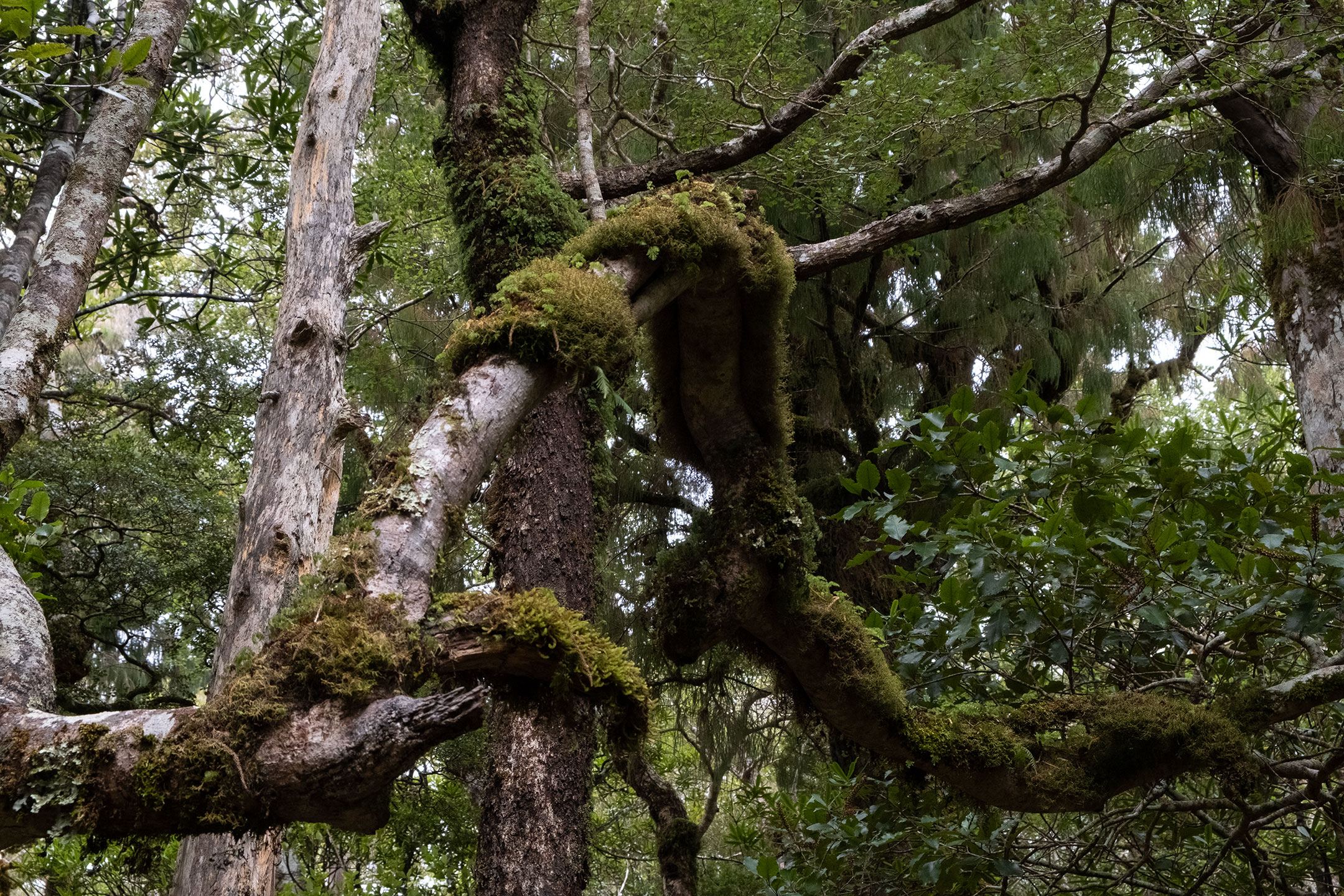 tararua-ranges-trees-moss