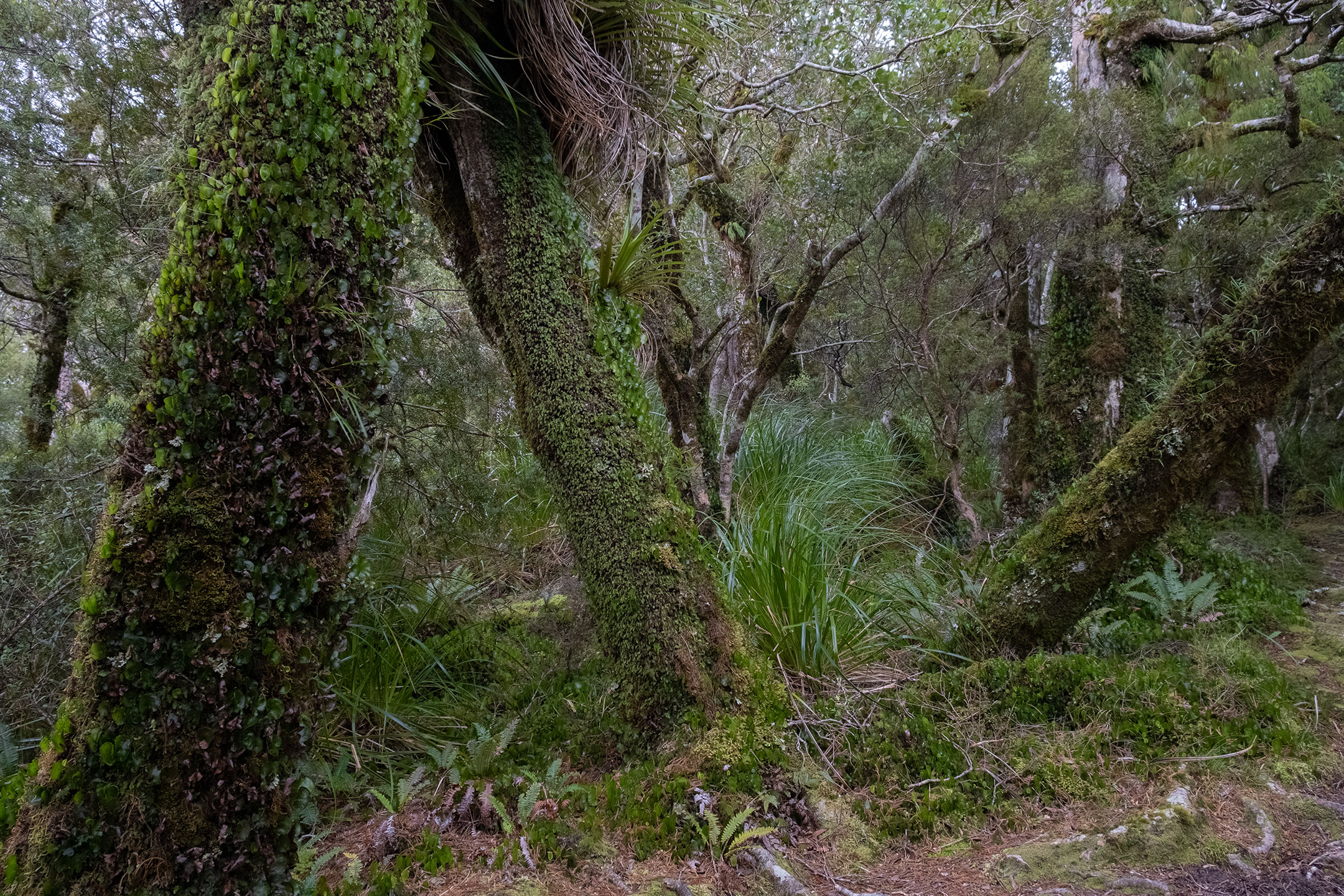 tararuas-most-green-forest