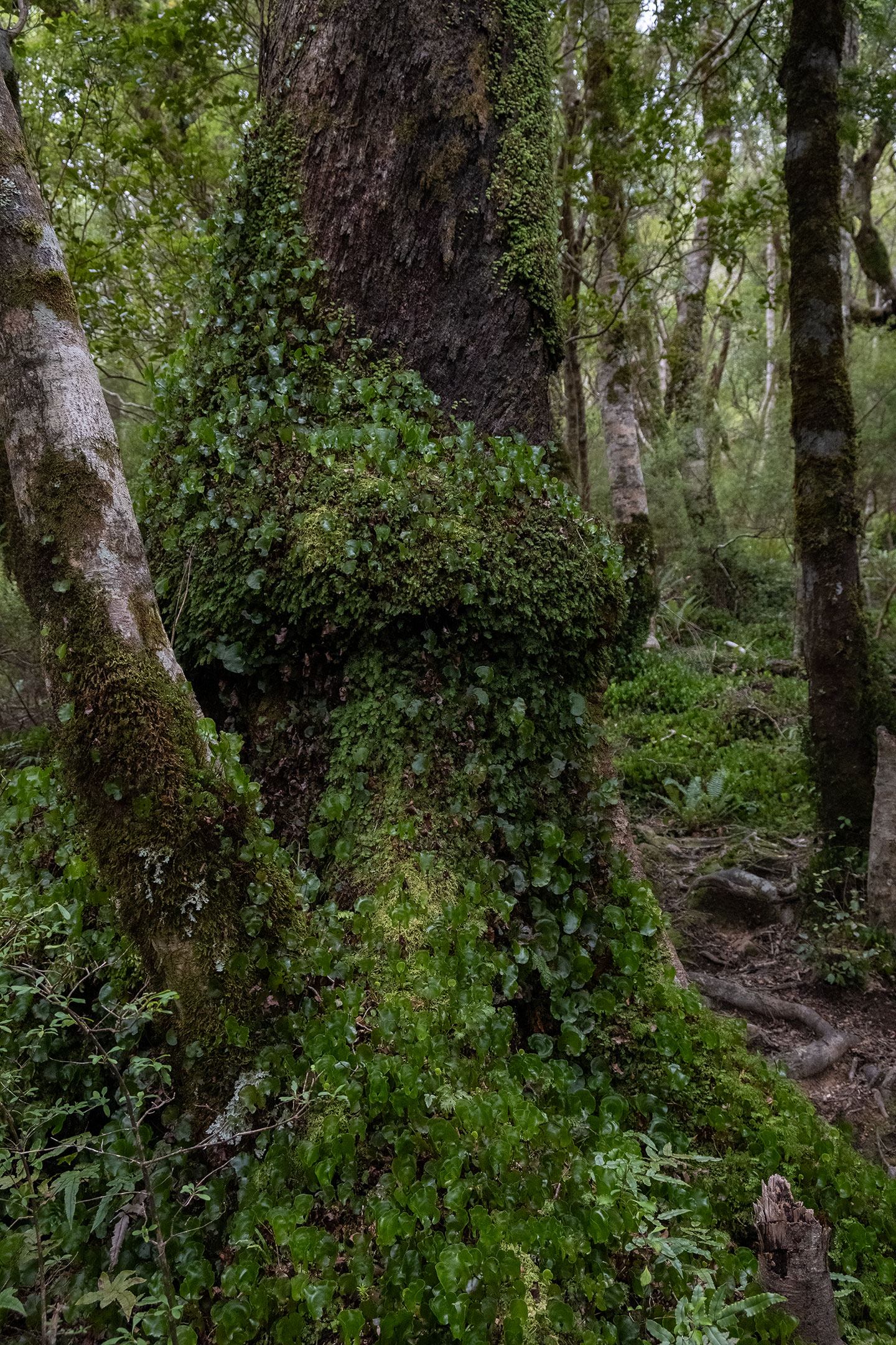 tree-moss-tararua-ranges-goblin-forest
