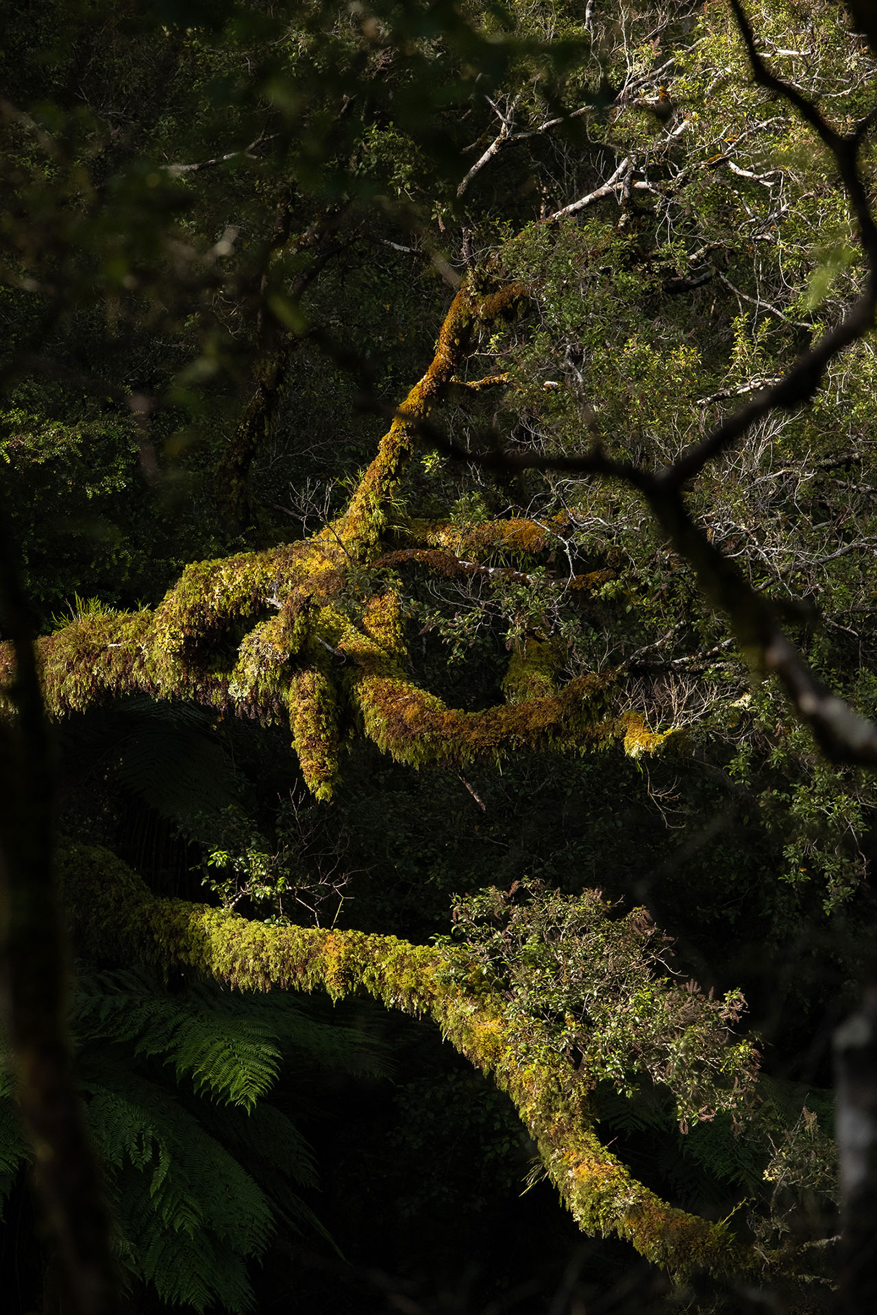 west-coast-moss-tree-