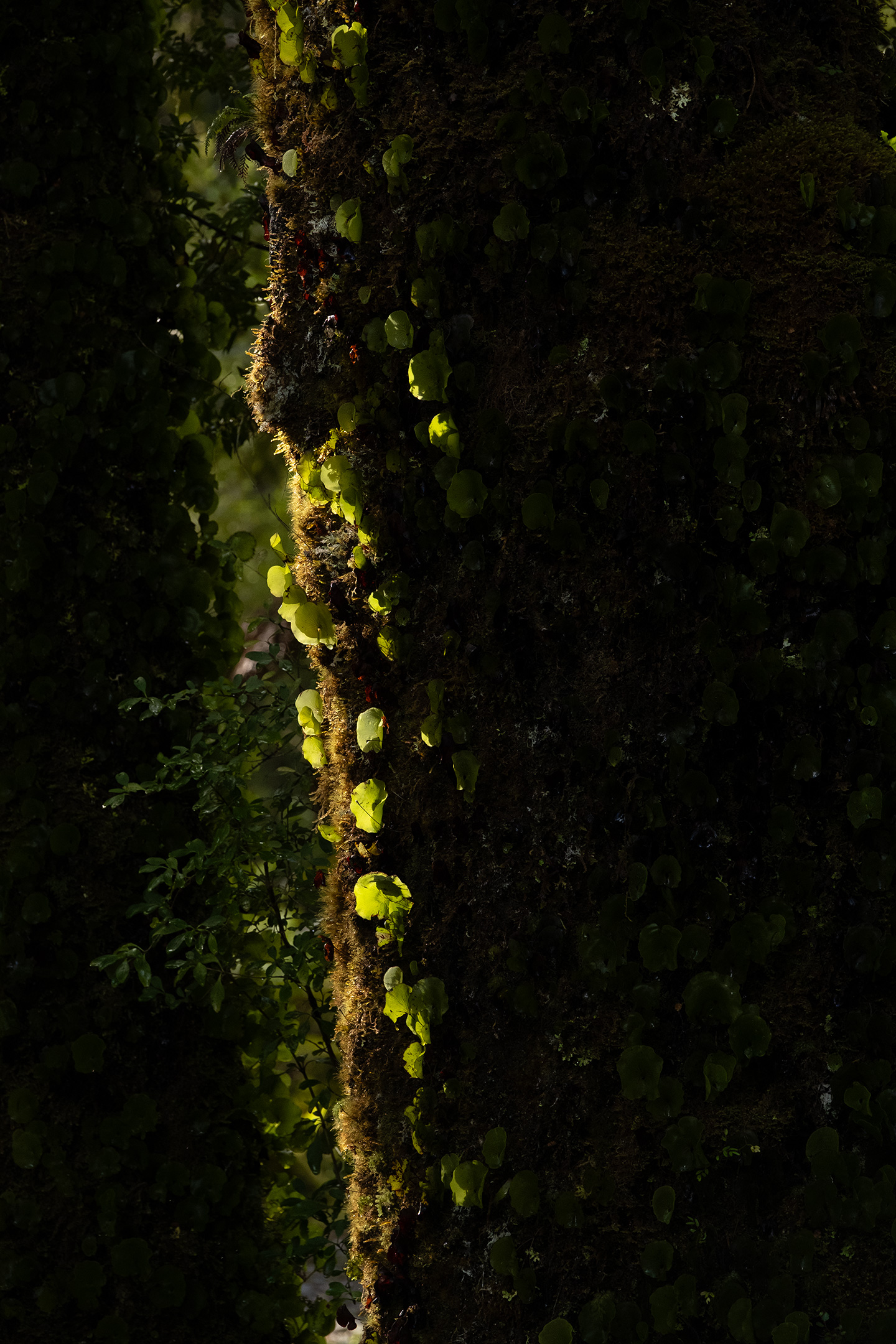 west-coast-nz-lake-ellery-13
