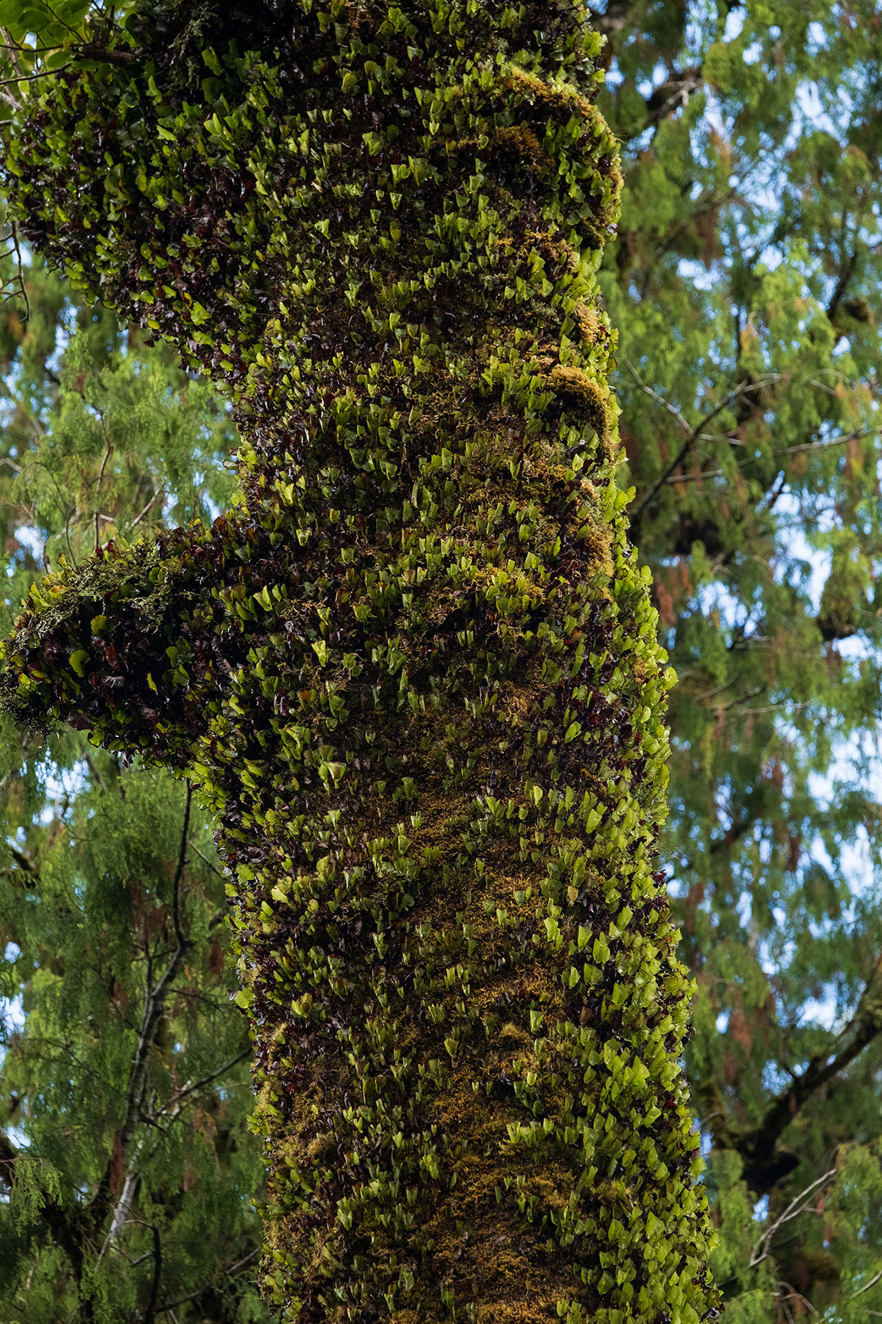 west-coast-nz-lake-ellery-24