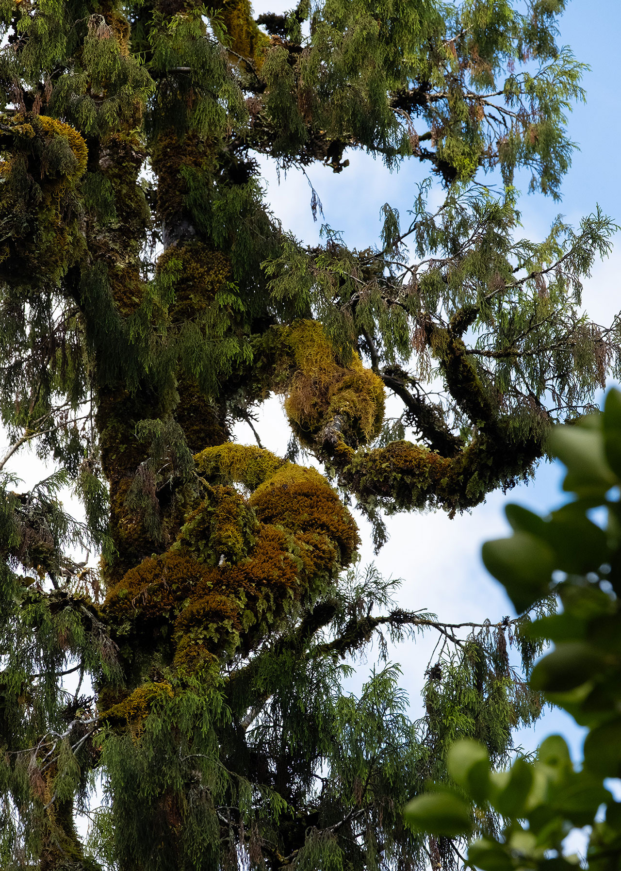 west-coast-nz-moss-tree-2
