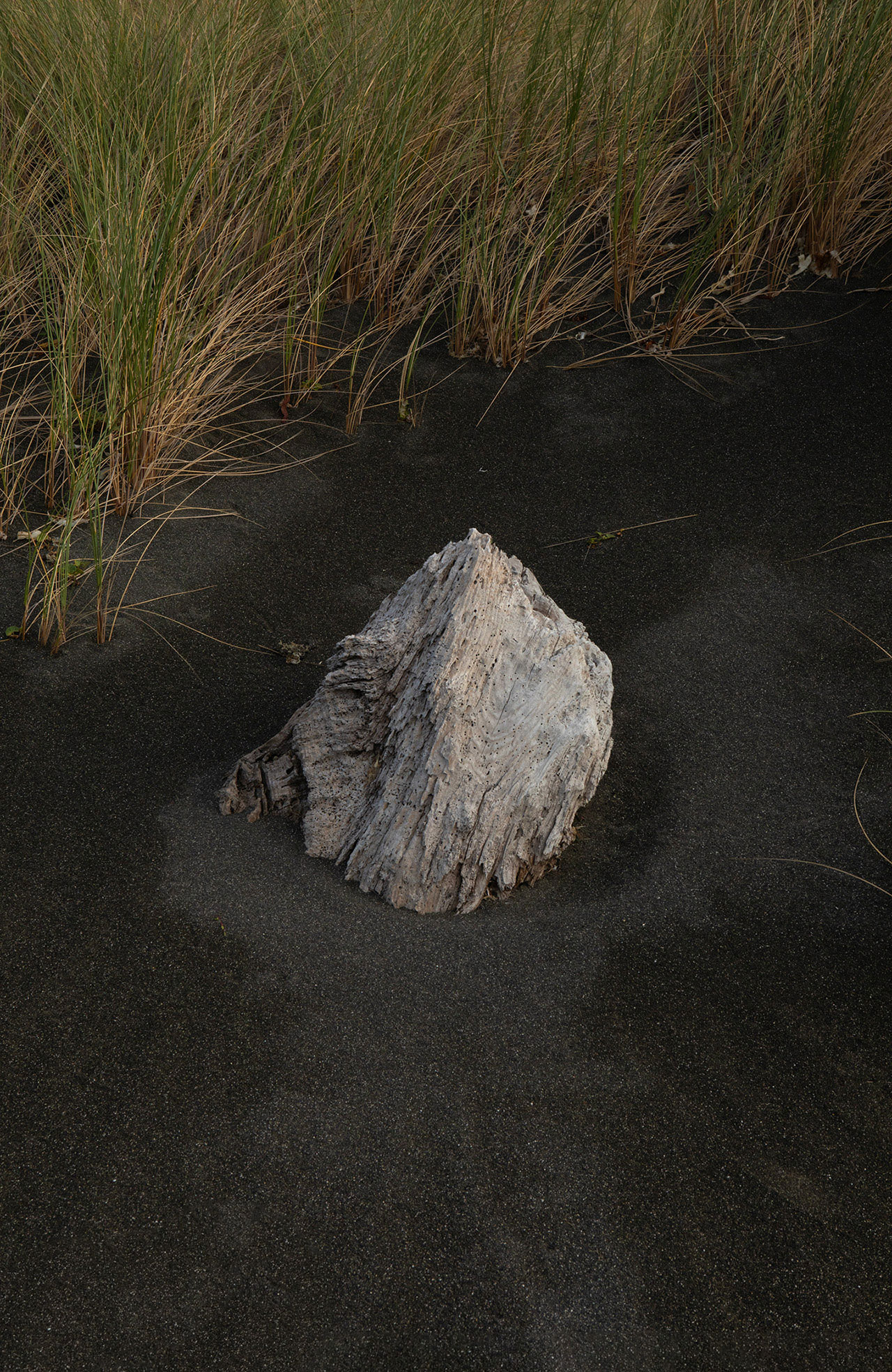 black-sand-driftwood-new-zealand