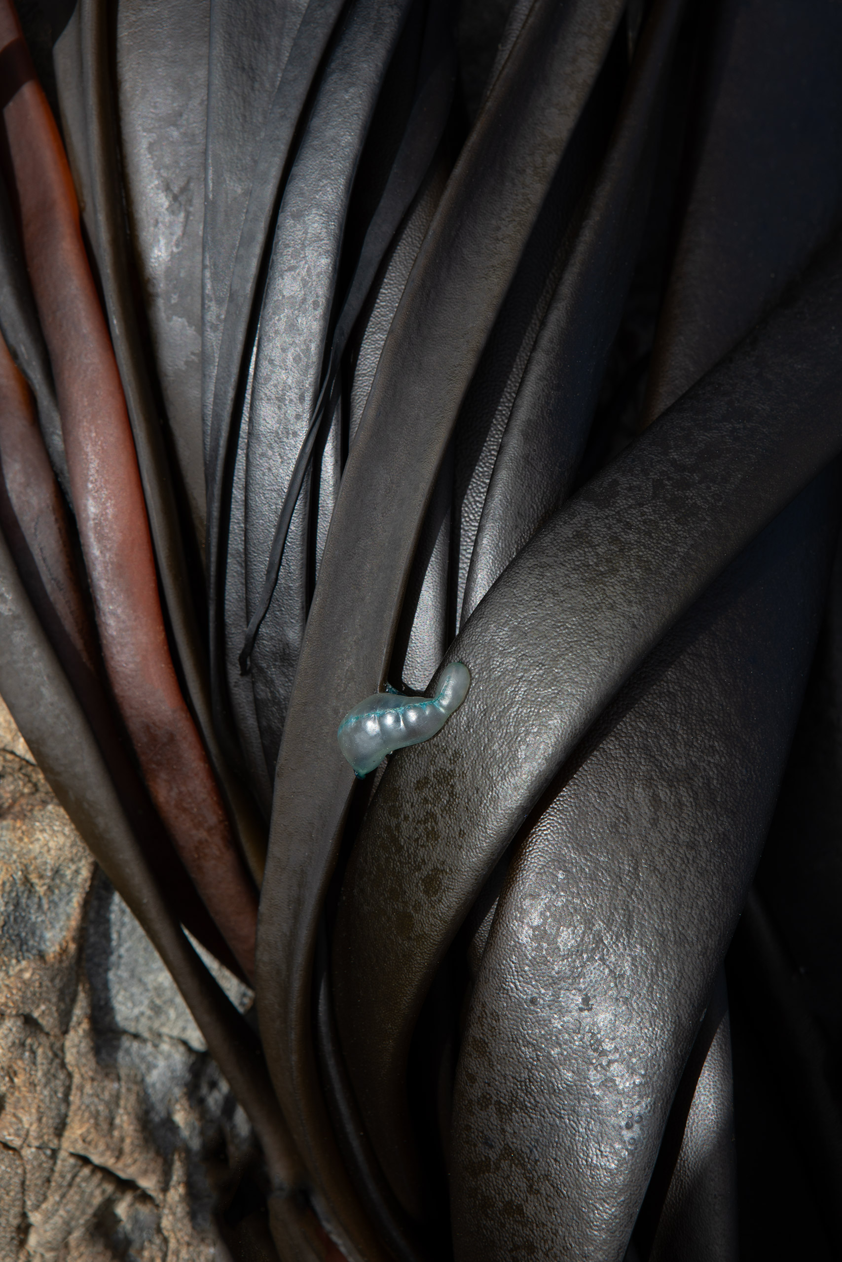 blue-bottle-jelly-fish-new-zealand-kelp