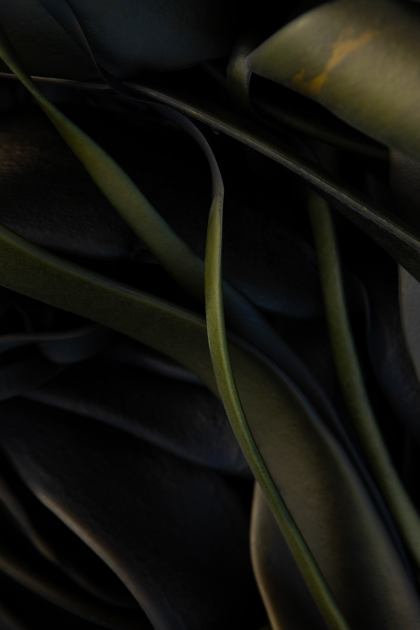 green-kelp-new-zealand-art-photographer