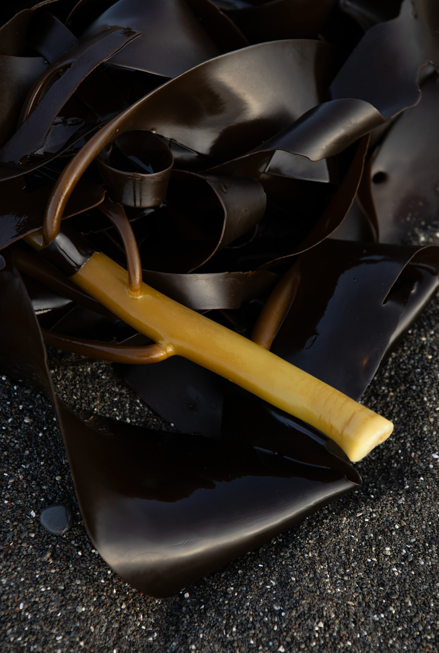 kelp-new-zealand-brown-green-2