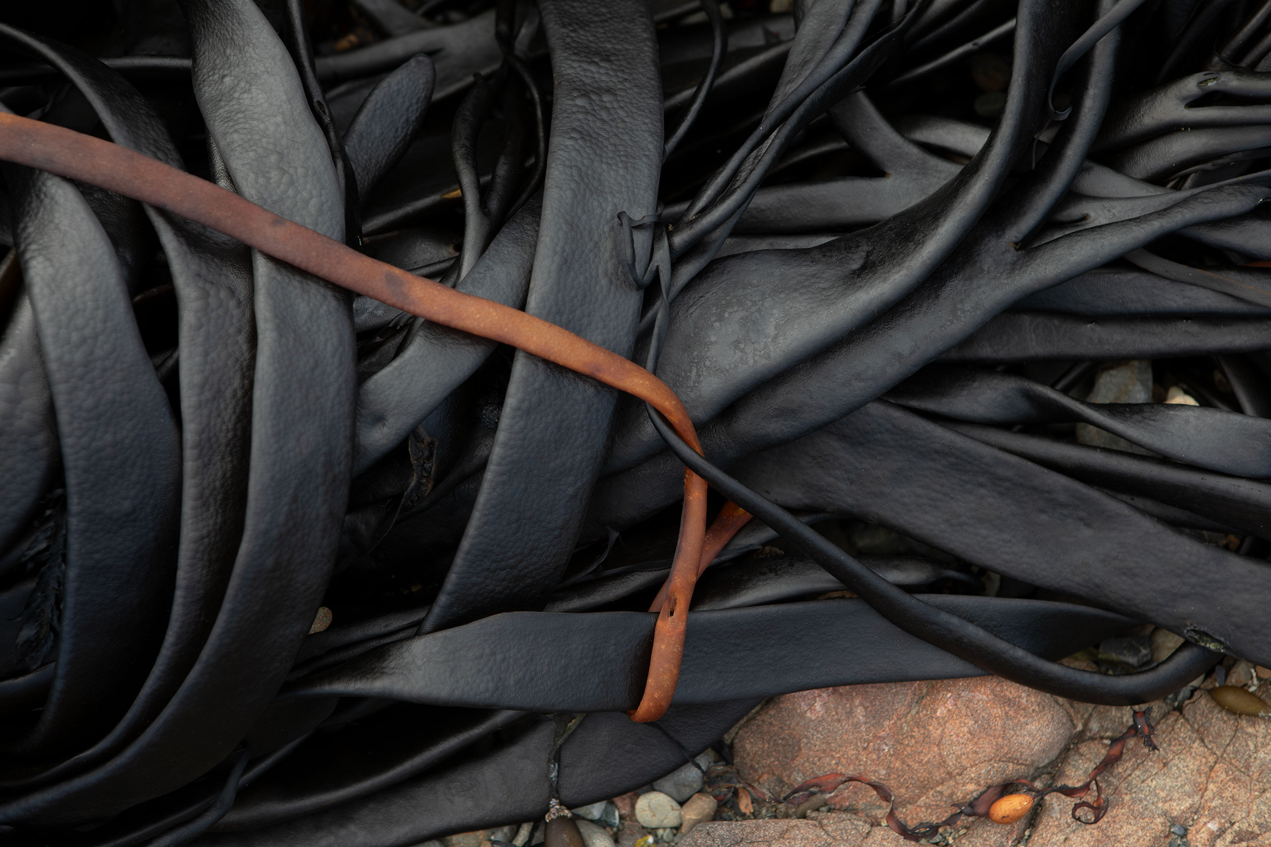 kelp-new-zealand-james-watkins