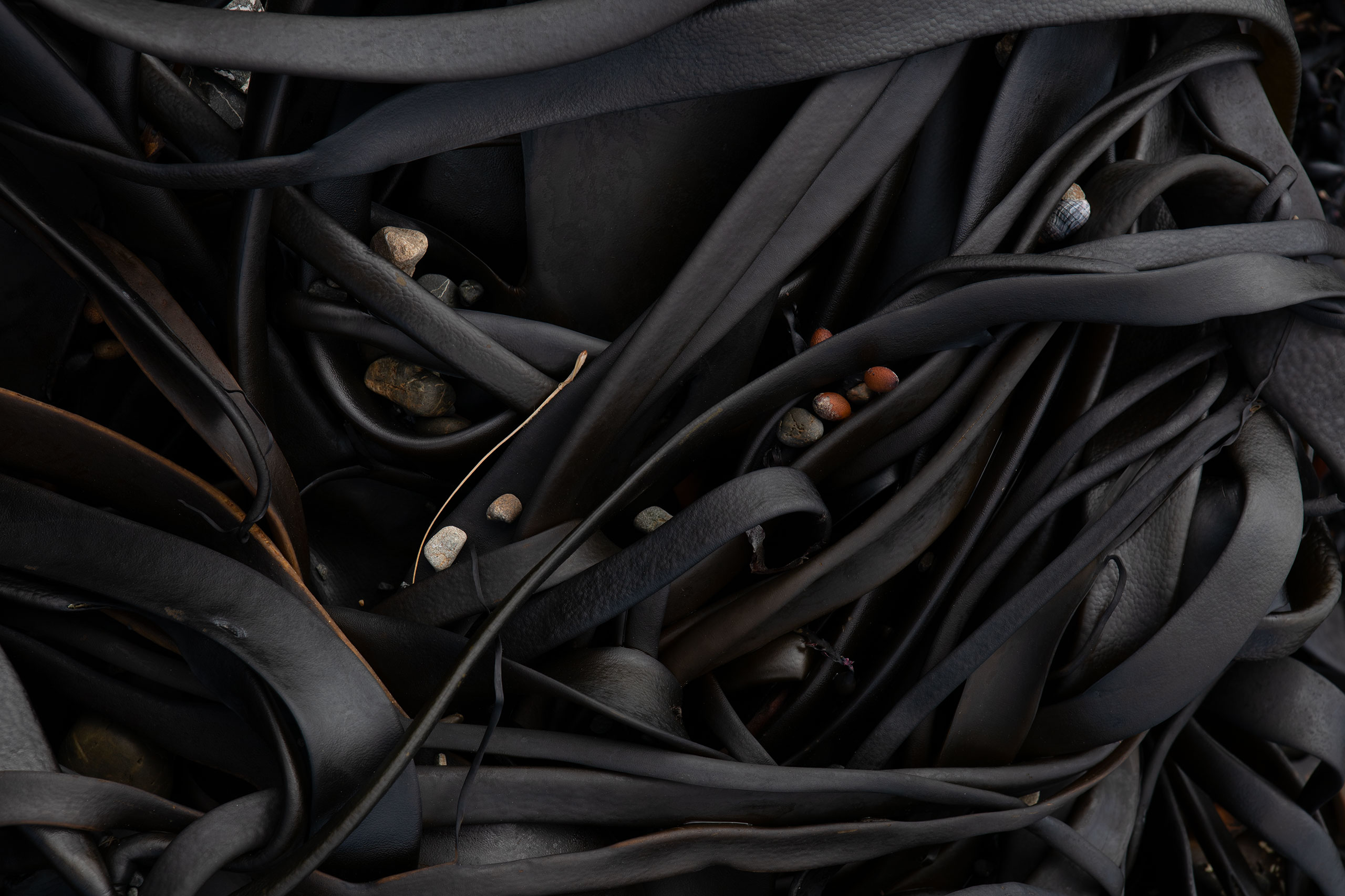 kelp-photo-new-zealand-2