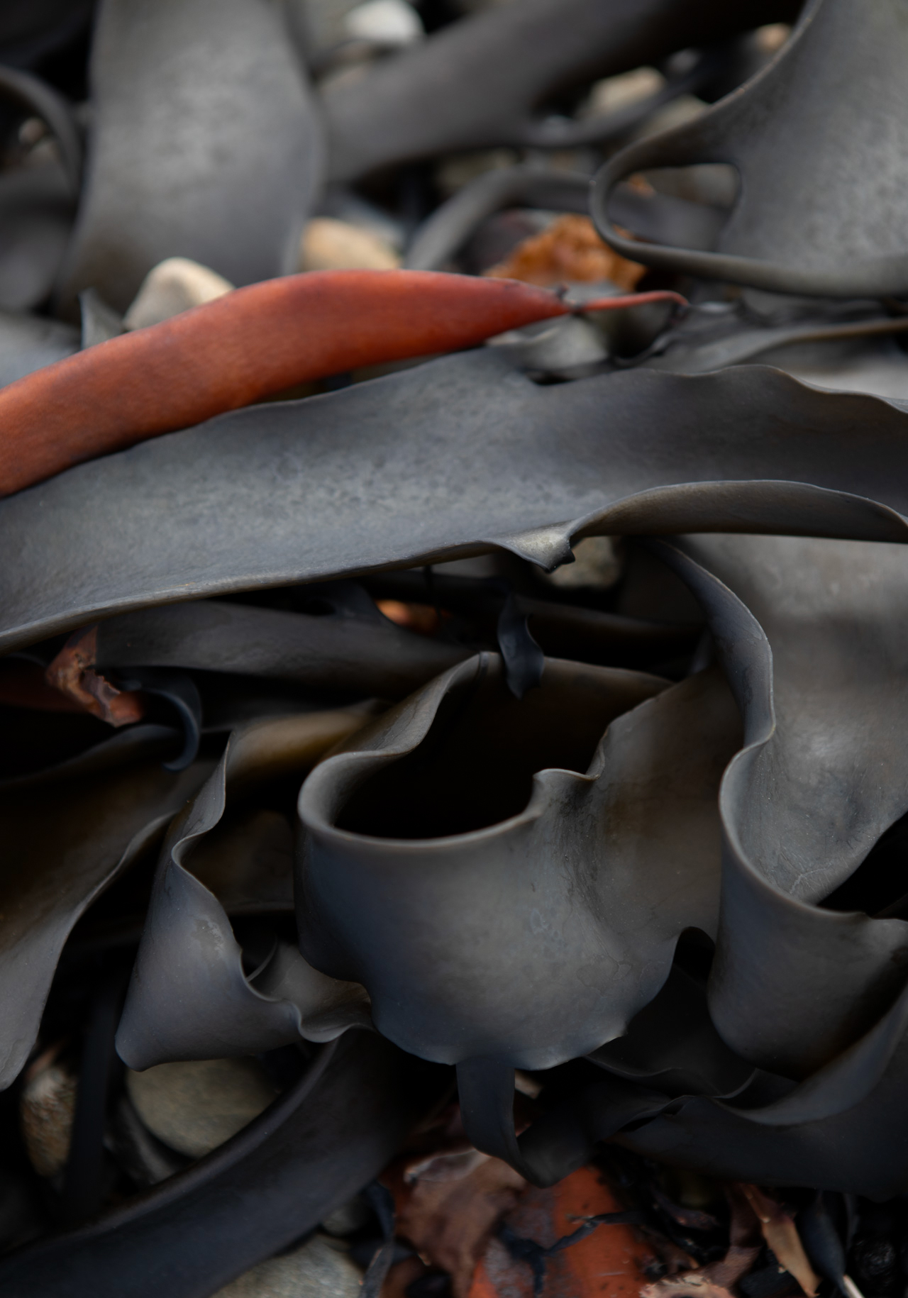 new-zealand-kelp-2