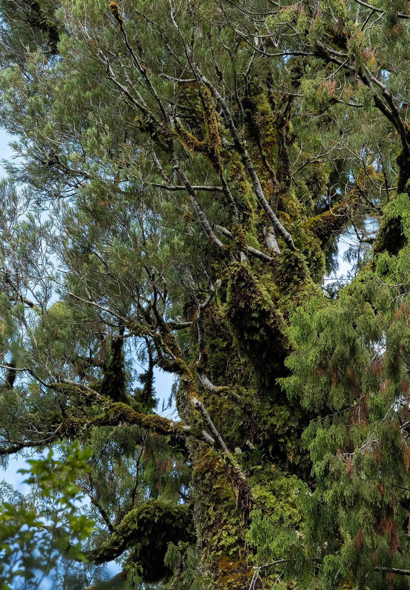 west-coast-forest-moss4